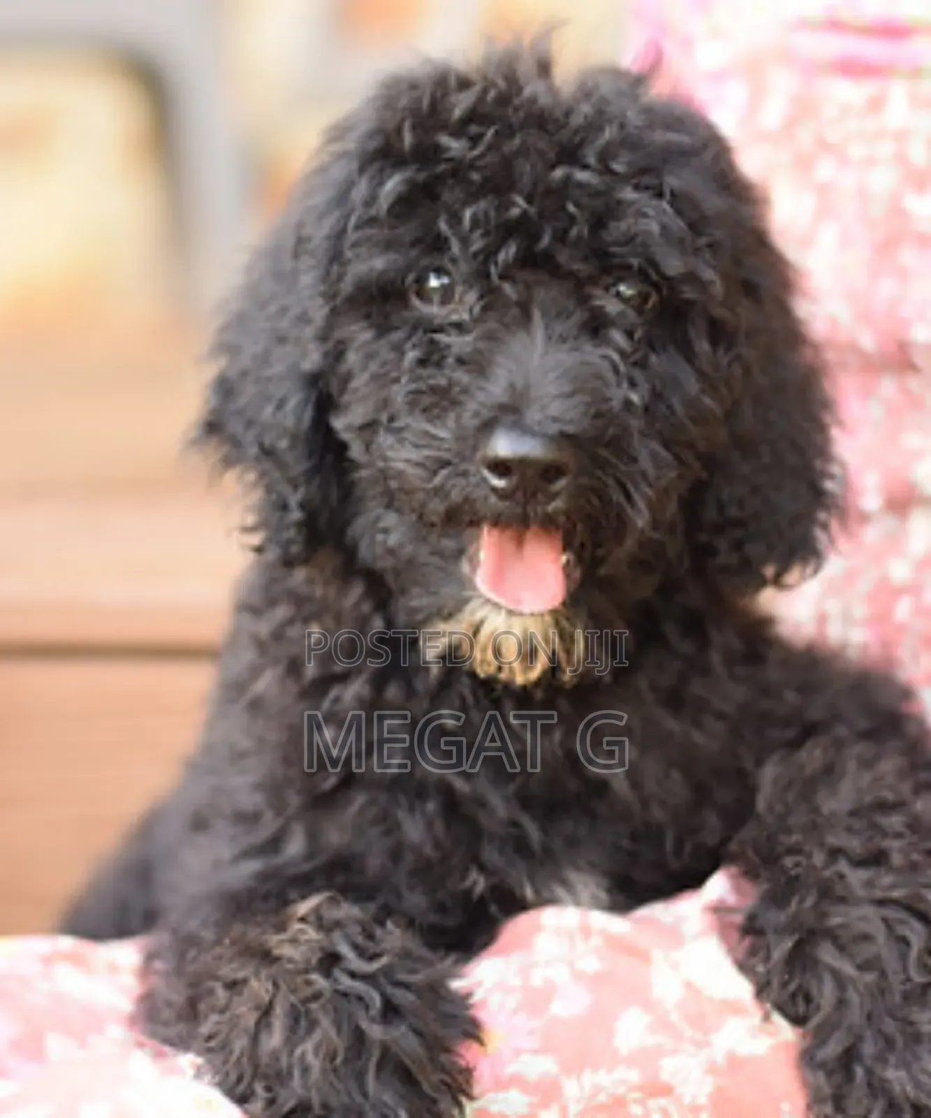 1-3 months Male Purebred Poodle