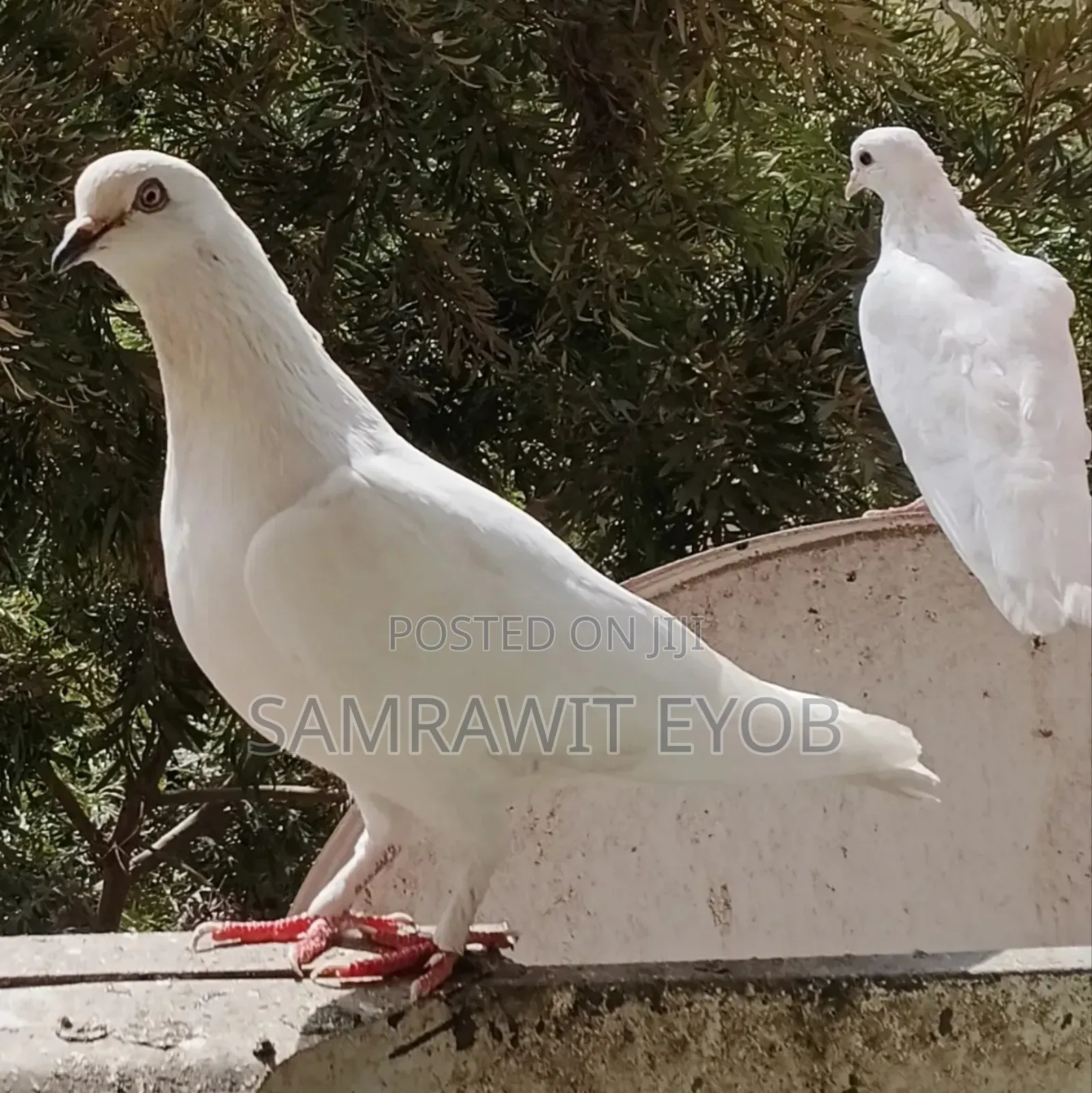 የቤት እርግቦች (Different Colors Male And Female Domestic Pigeons)