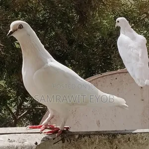 የቤት እርግቦች (Different Colors Male And Female Domestic Pigeons)