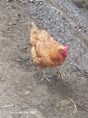 እንስሳ ዶሮ ላም