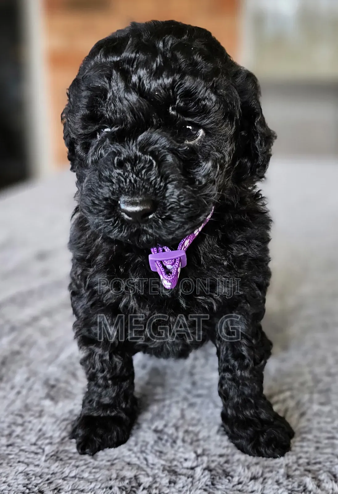 1-3 months Male Purebred Poodle