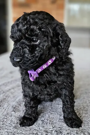 1-3 months Male Purebred Poodle