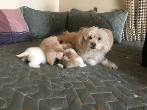 1-3 months Male Purebred Maltese