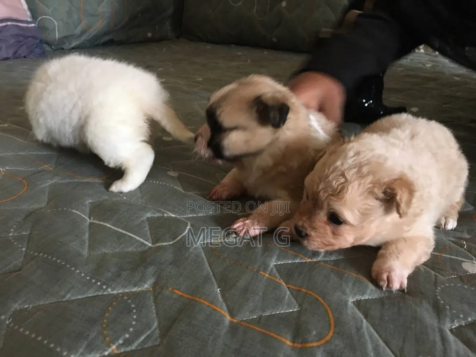 1-3 months Male Purebred Maltese
