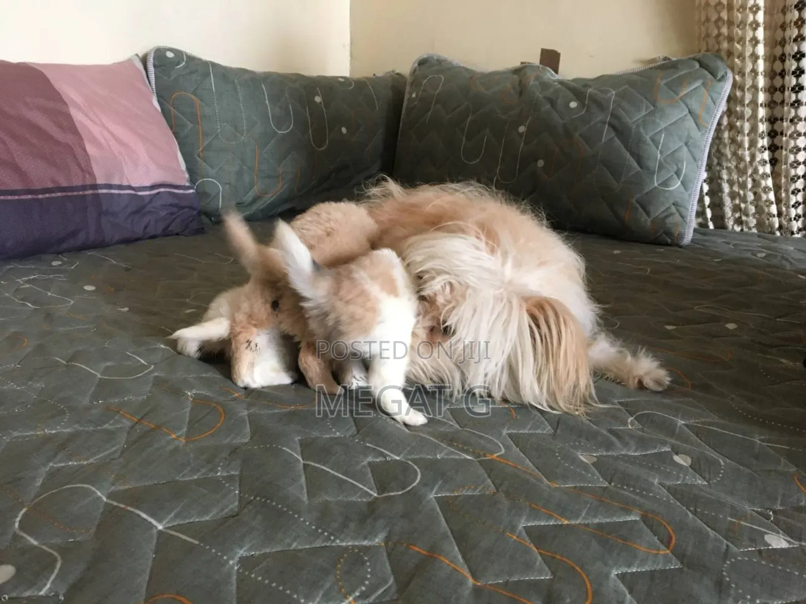 1-3 months Male Purebred Maltese