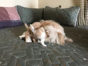 1-3 months Male Purebred Maltese