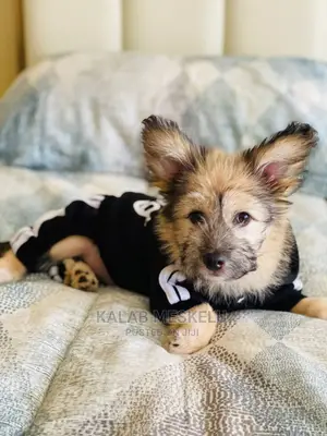 1-3 Months Male Purebred Dog