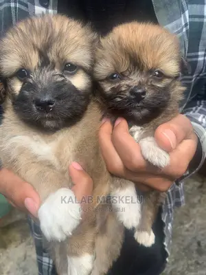 1-3 Months Male Purebred Dog