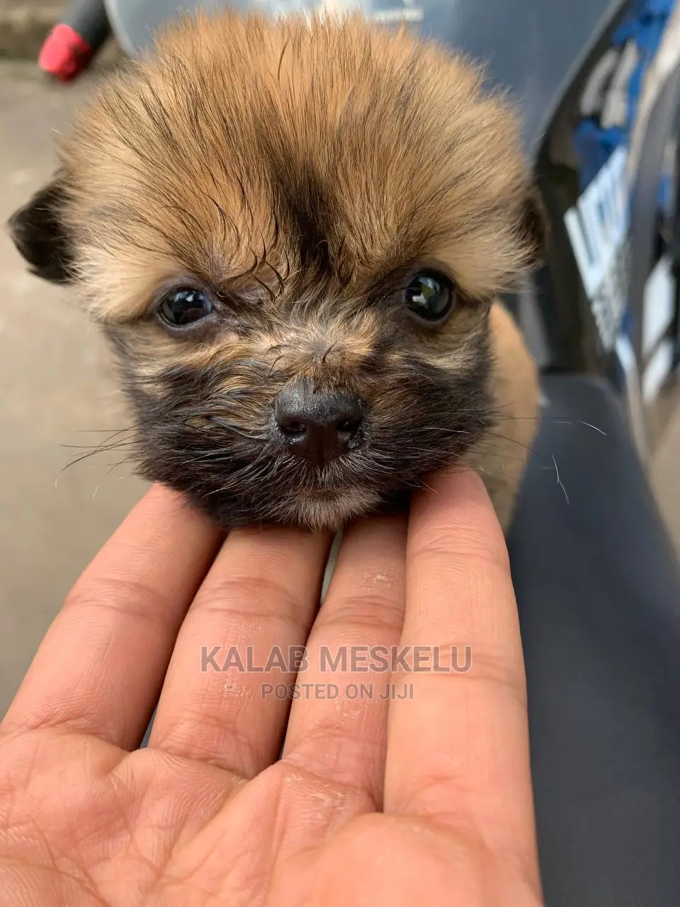 1-3 Months Male Purebred Dog