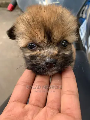 1-3 Months Male Purebred Dog