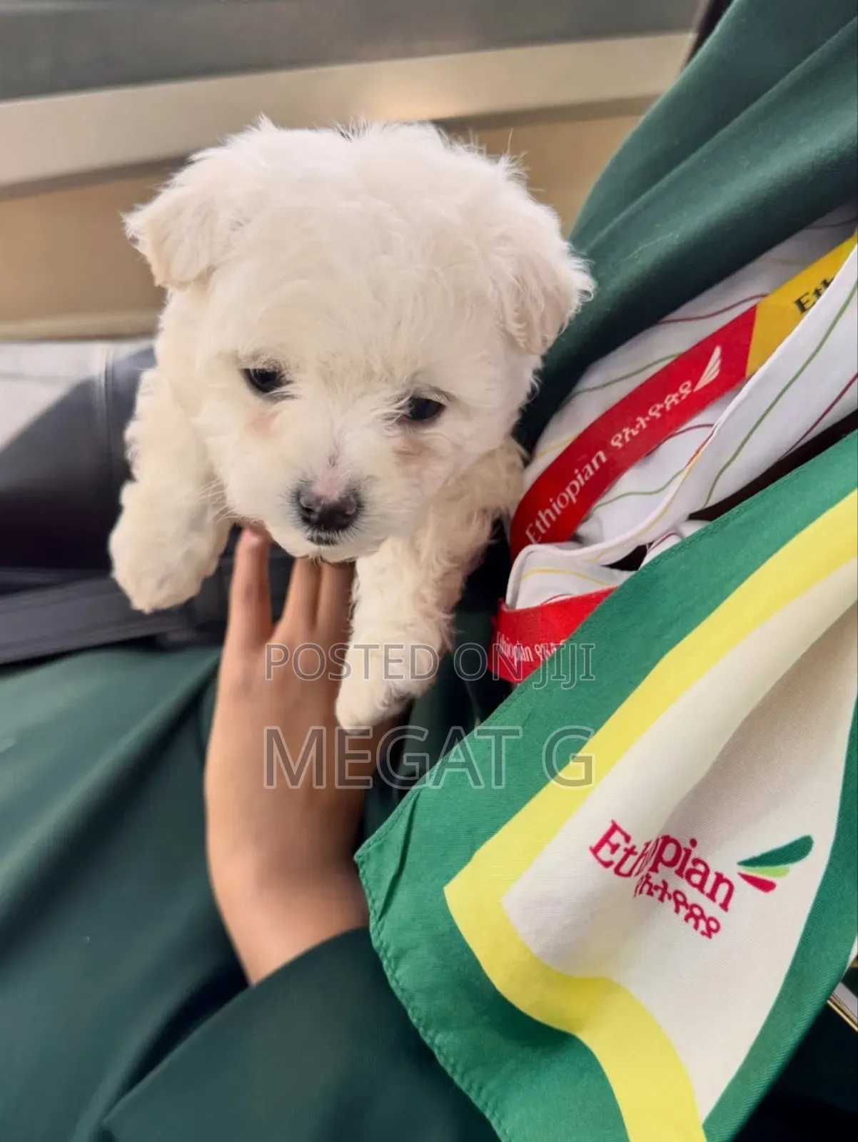 1-3 months Male Purebred Maltese