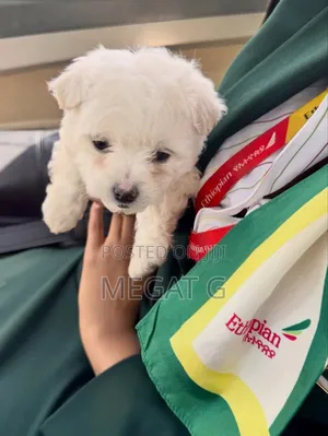 1-3 months Male Purebred Maltese