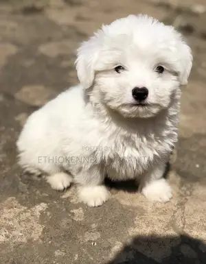 1-3 months Male Purebred Maltese