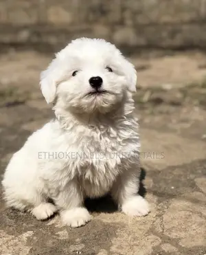 1-3 months Male Purebred Maltese