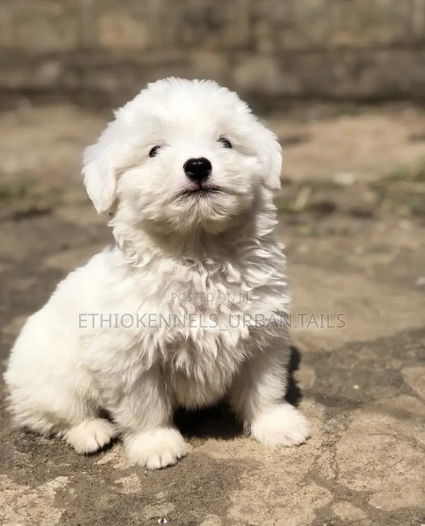 1-3 months Male Purebred Maltese