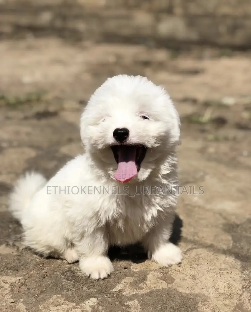 1-3 months Male Purebred Maltese