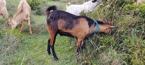ለፋሲካ Goats ፍየል