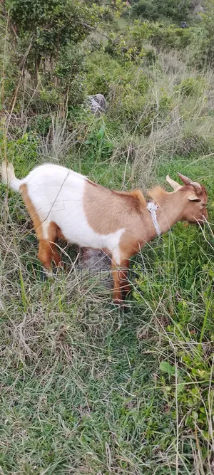 ለፋሲካ Goats ፍየል