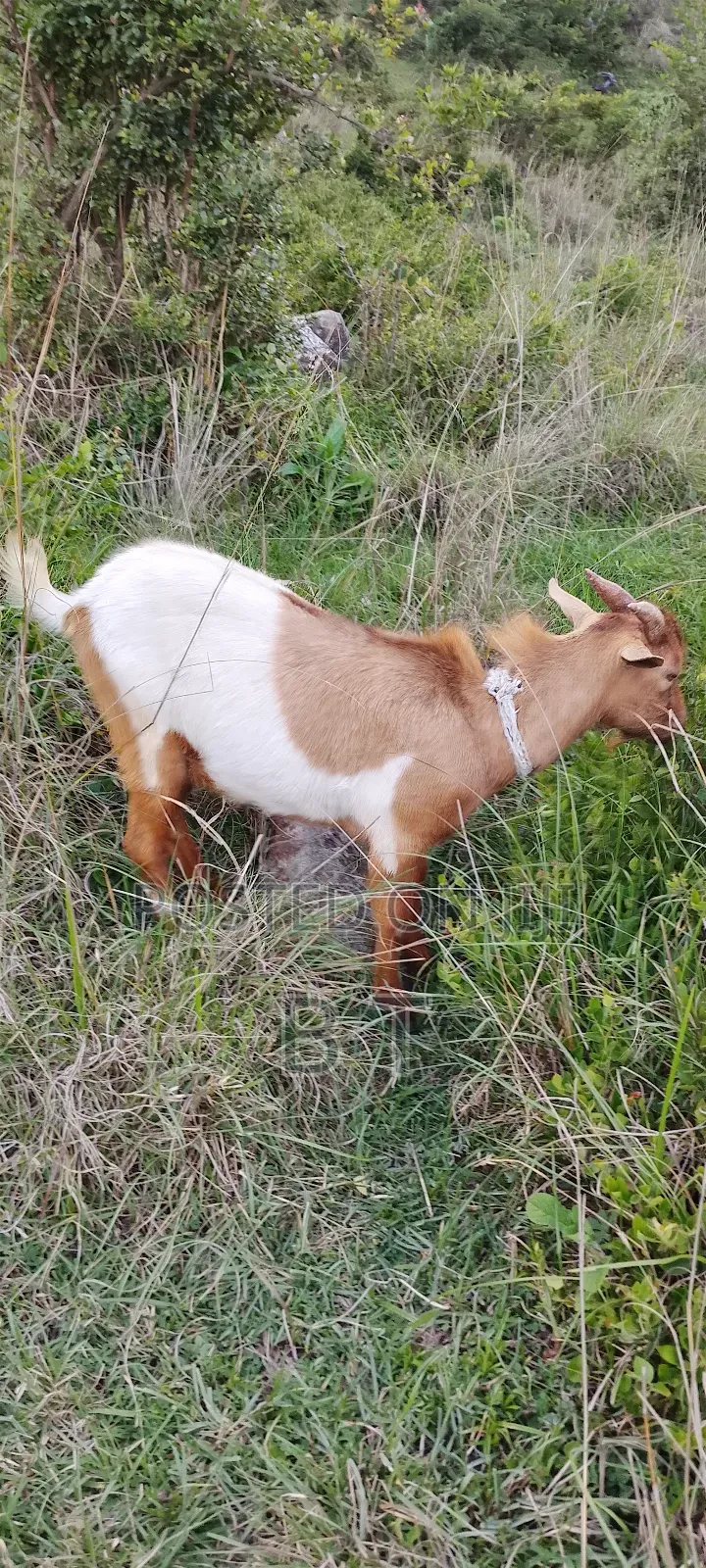 ለፋሲካ Goats ፍየል