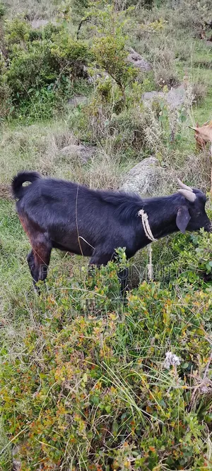 ለፋሲካ Goats ፍየል