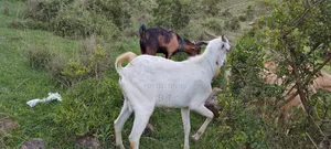 ለፋሲካ Goats ፍየል