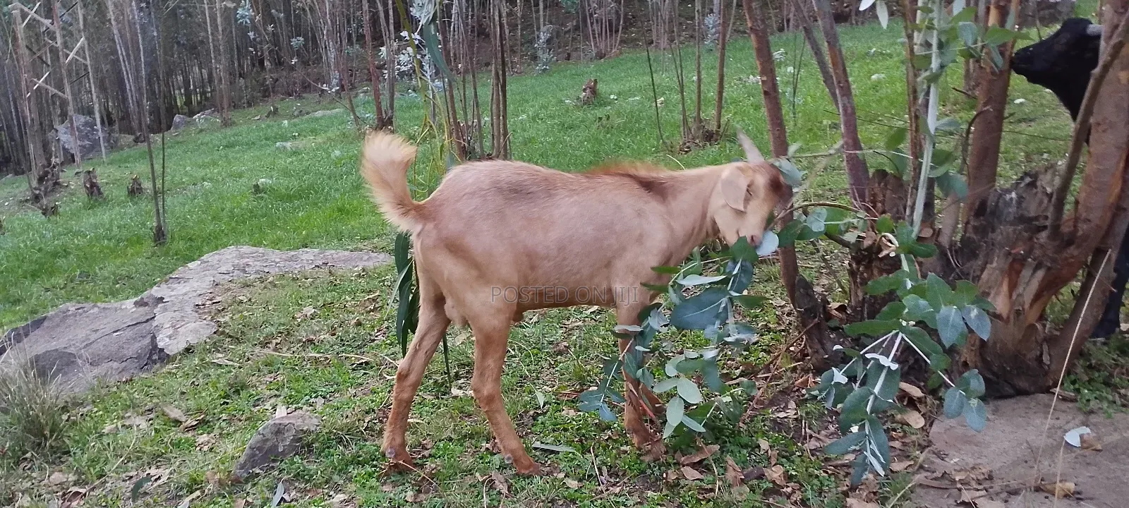 ለፋሲካ Goats ፍየል