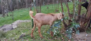 ለፋሲካ Goats ፍየል