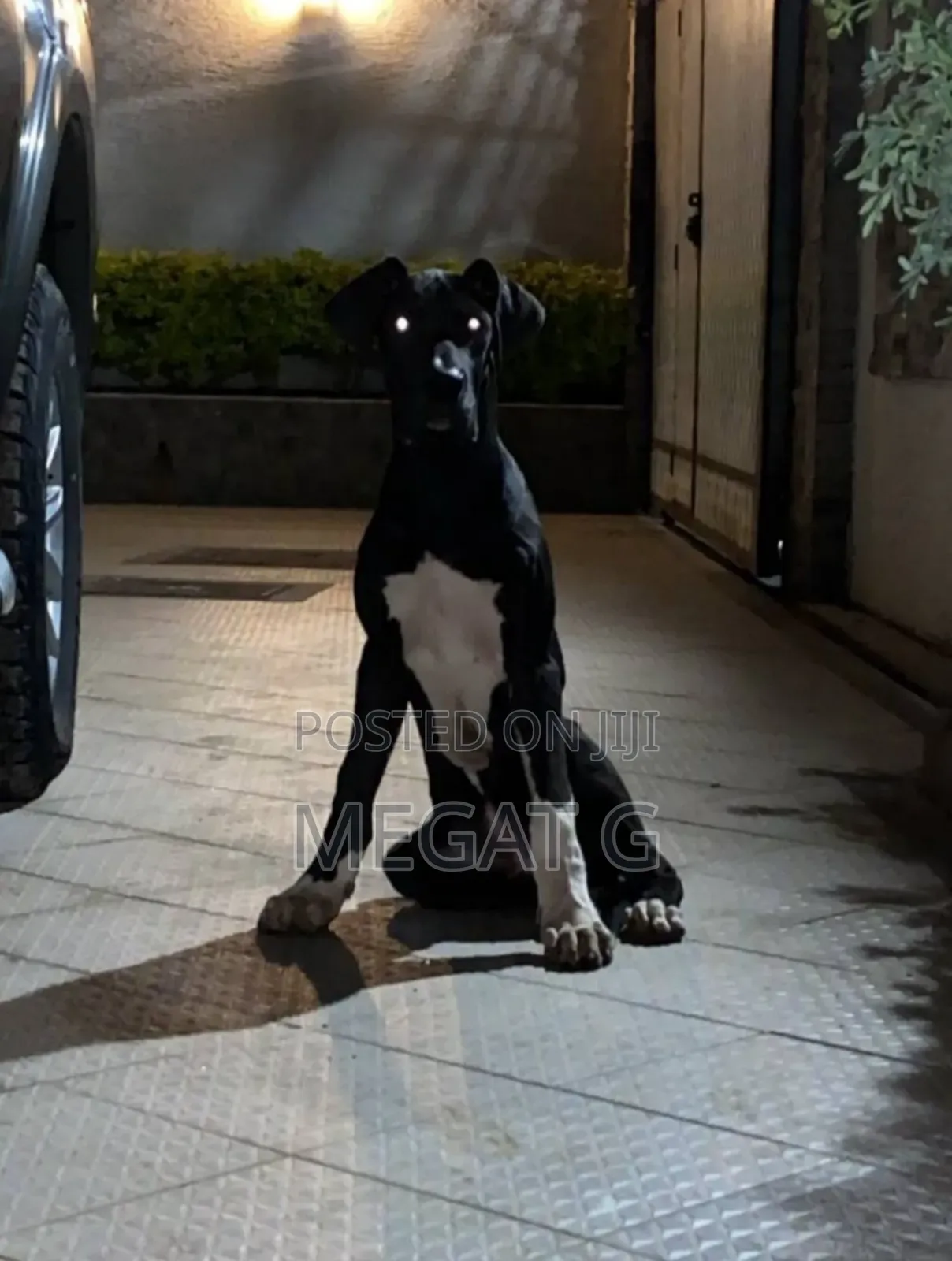 1-3 months Male Purebred Great Dane