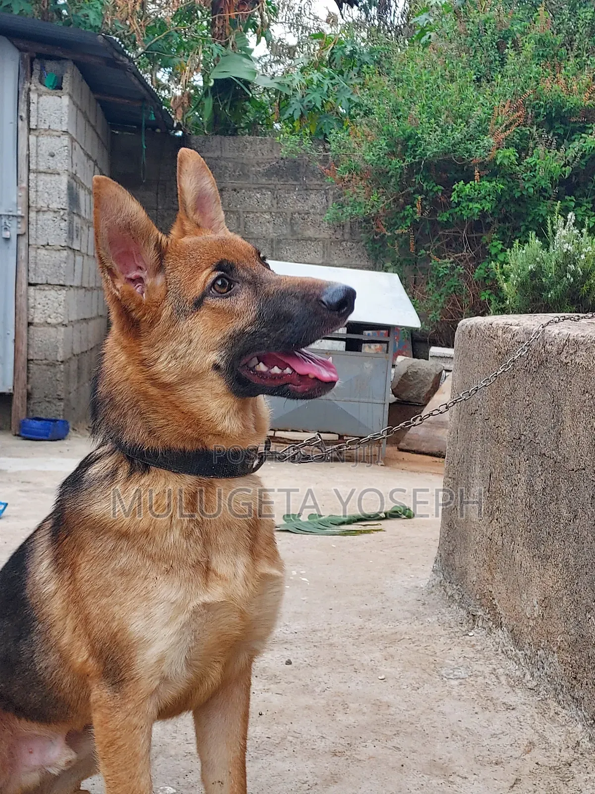 3-6 months Male Purebred German Shepherd