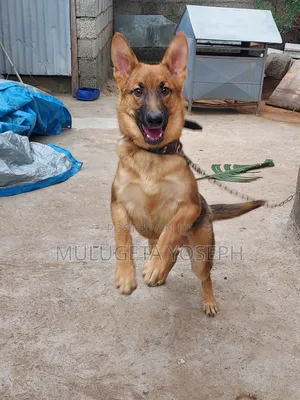 3-6 months Male Purebred German Shepherd