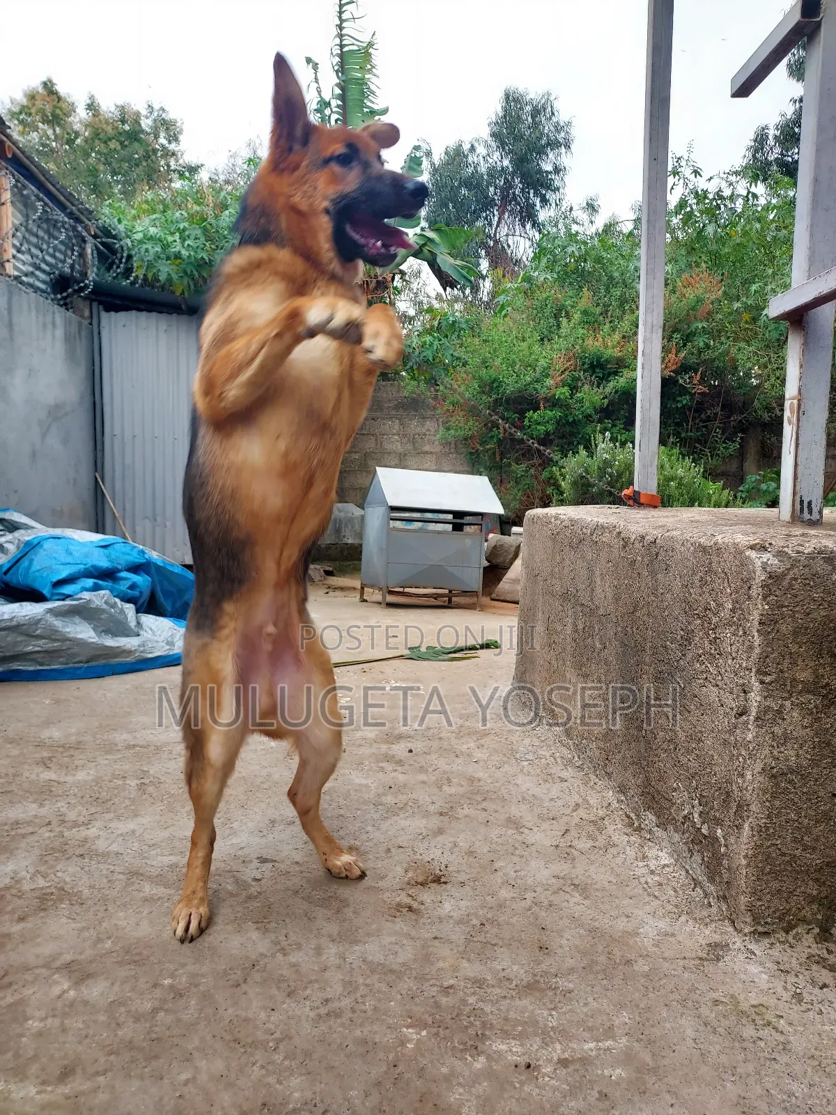 3-6 months Male Purebred German Shepherd