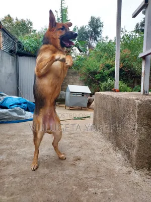 3-6 months Male Purebred German Shepherd