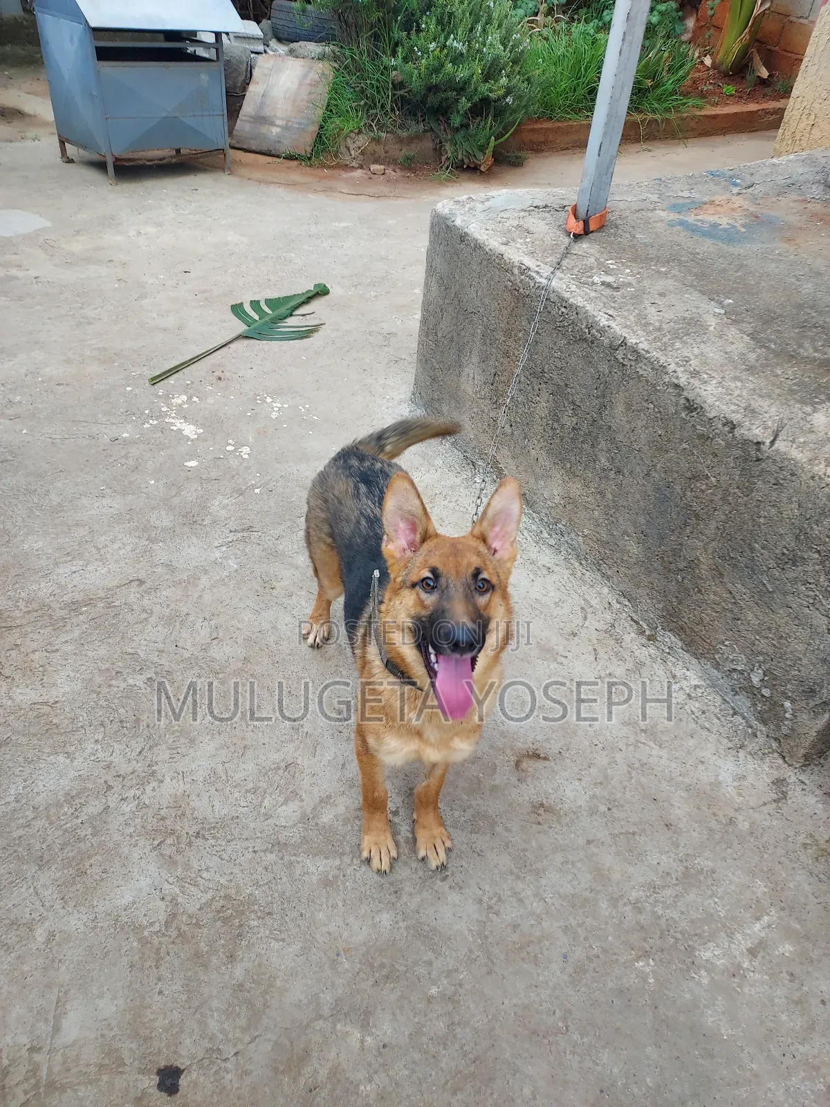 3-6 months Male Purebred German Shepherd