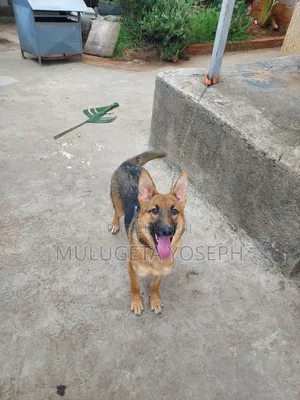 3-6 months Male Purebred German Shepherd
