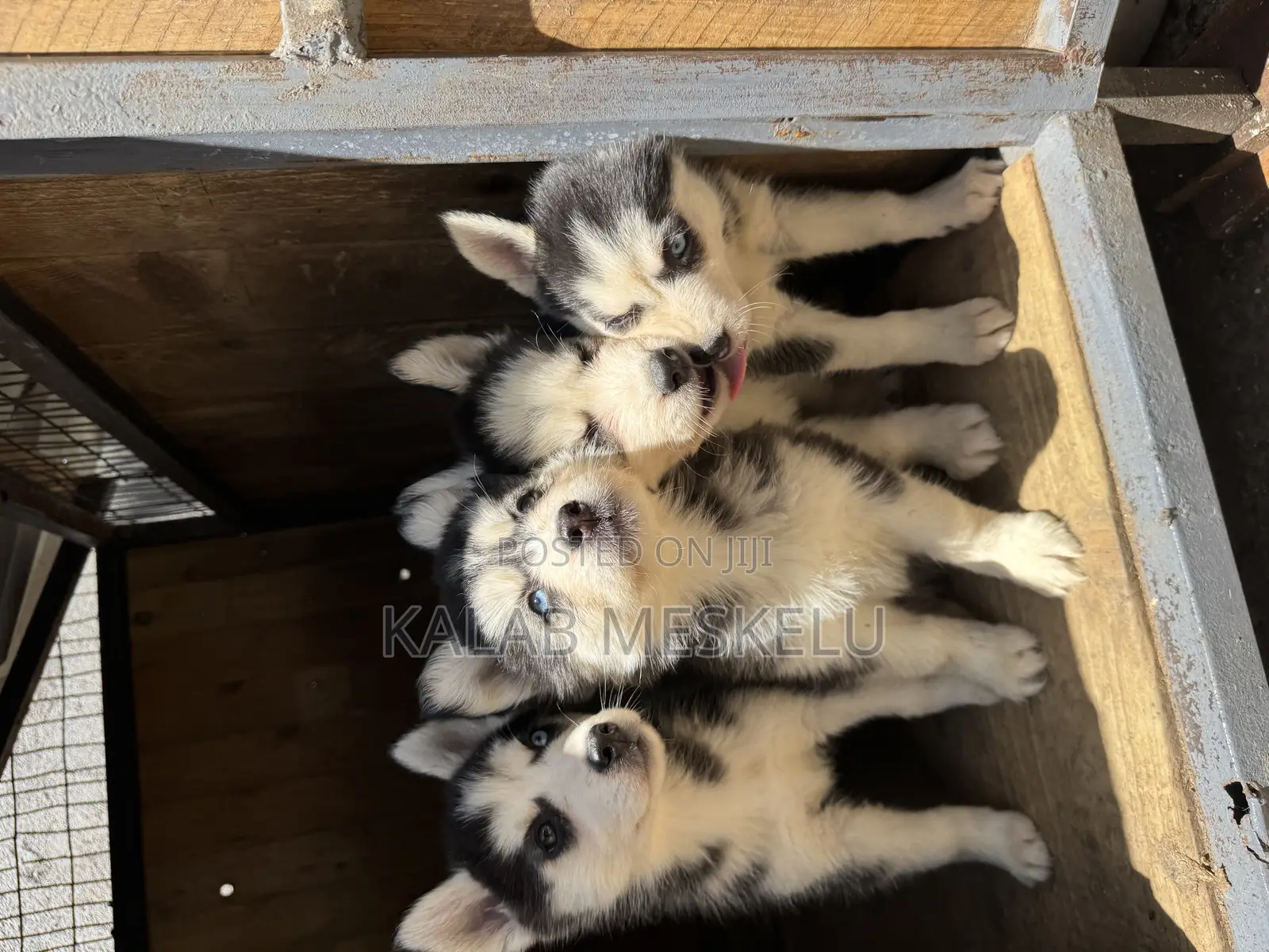 1-3 months Female Purebred Siberian Husky