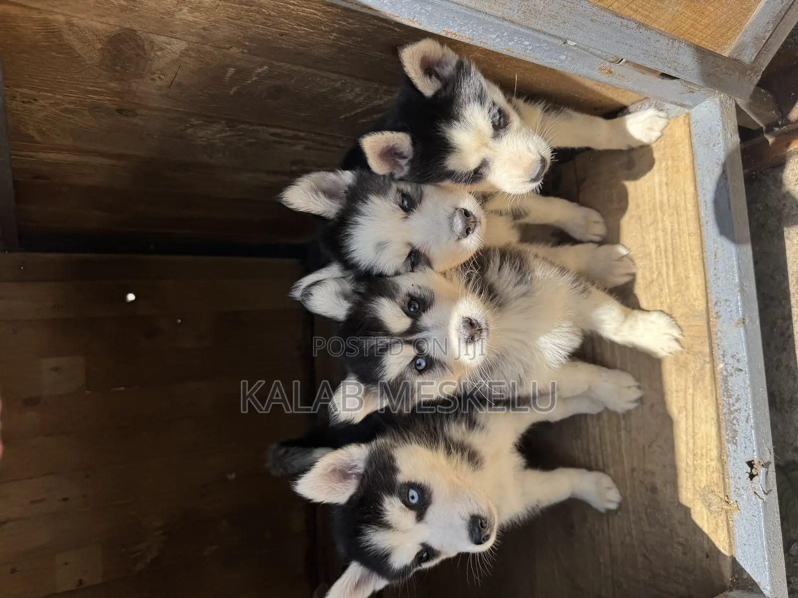 1-3 months Female Purebred Siberian Husky
