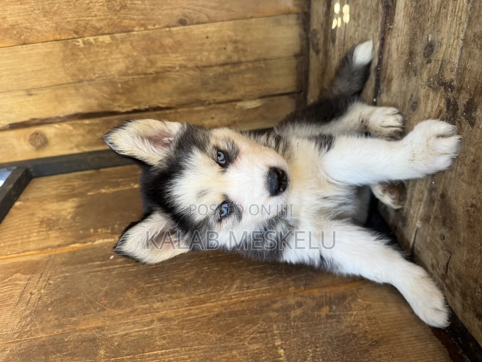 1-3 months Female Purebred Siberian Husky