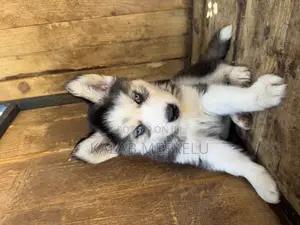 1-3 months Female Purebred Siberian Husky