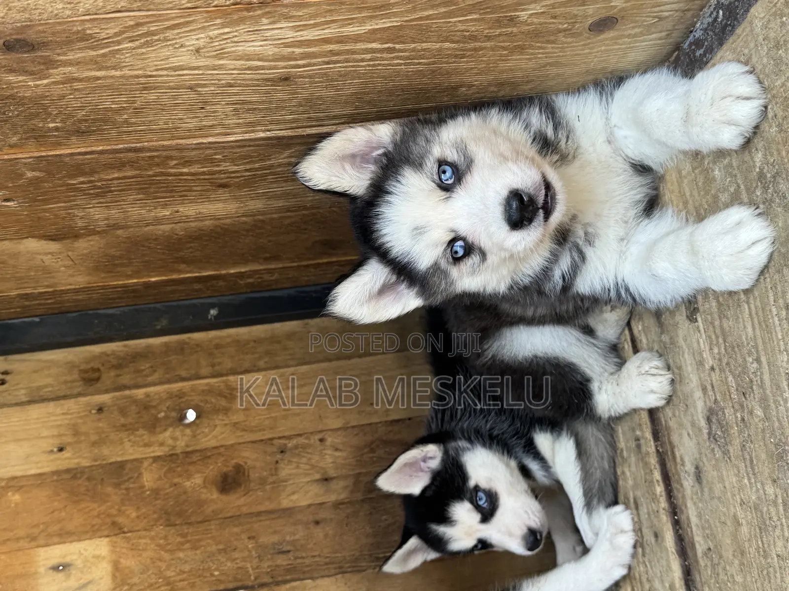 1-3 months Female Purebred Siberian Husky