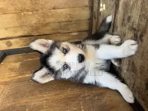 1-3 months Female Purebred Siberian Husky