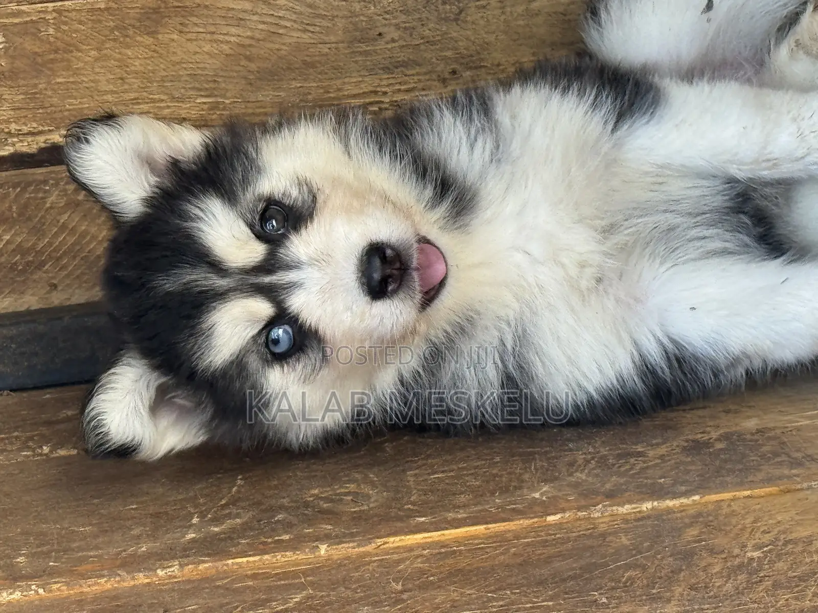 1-3 months Female Purebred Siberian Husky
