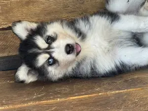 1-3 months Female Purebred Siberian Husky