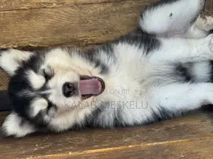 1-3 months Female Purebred Siberian Husky
