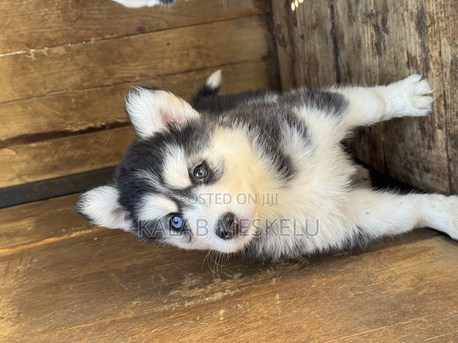 1-3 months Female Purebred Siberian Husky