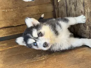 1-3 months Female Purebred Siberian Husky