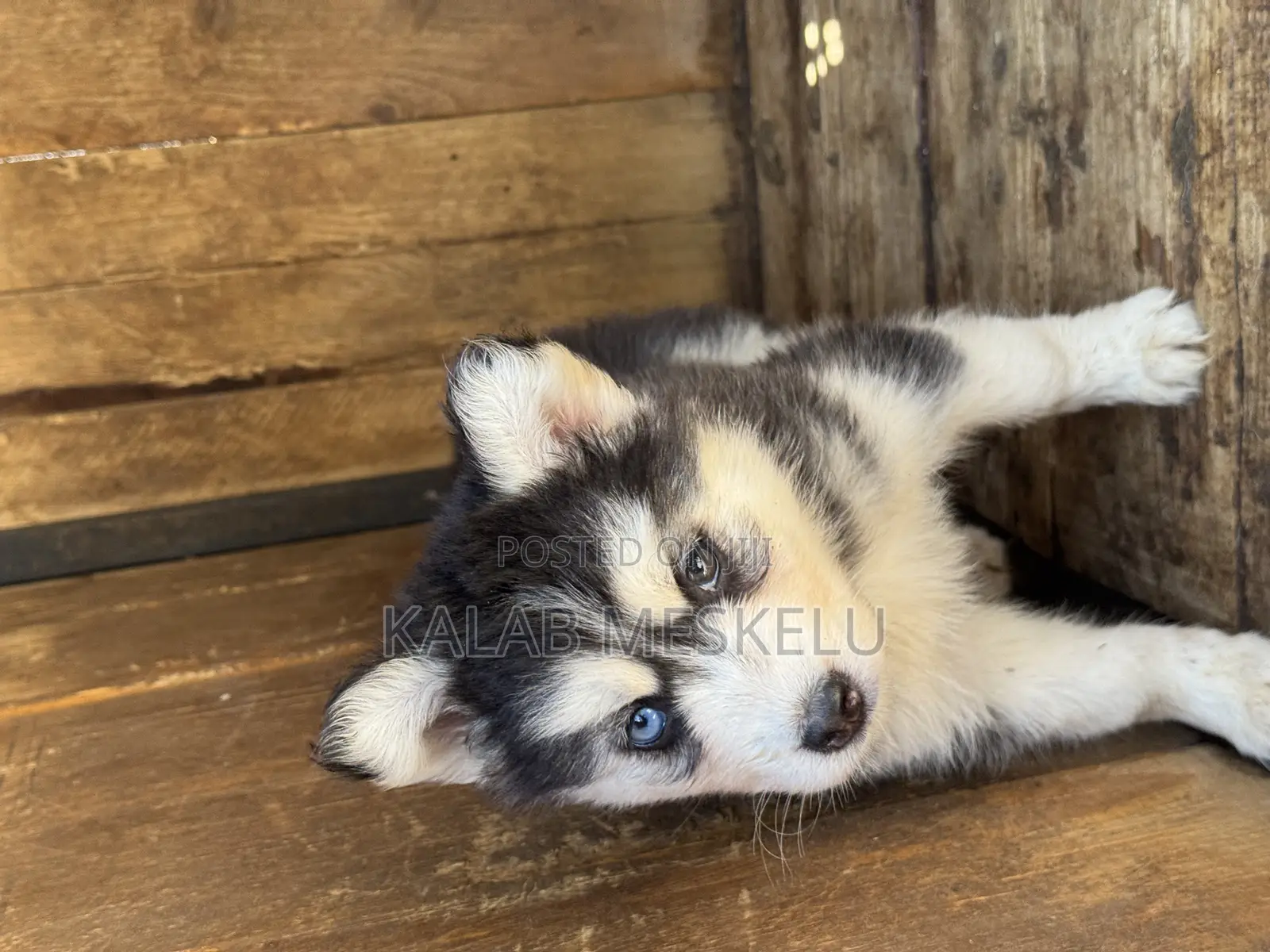 1-3 months Female Purebred Siberian Husky