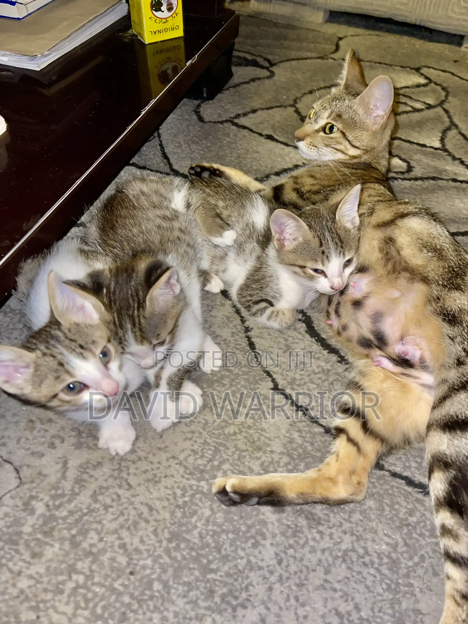 1-3 months Male Mixed Breed American Curl
