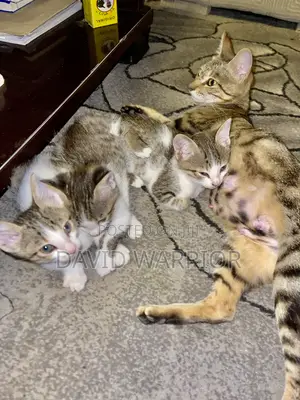 1-3 months Male Mixed Breed American Curl