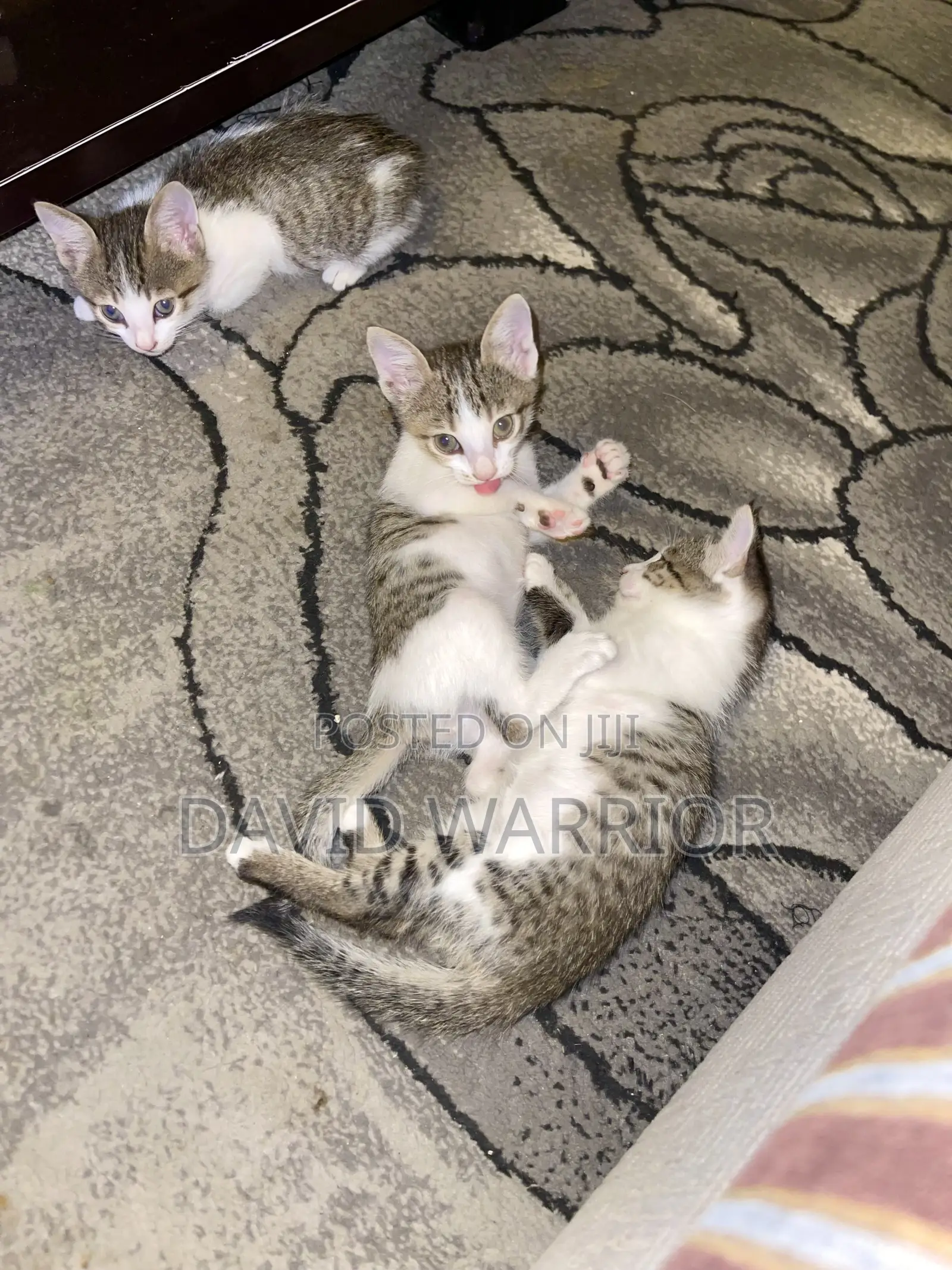 1-3 months Male Mixed Breed American Curl