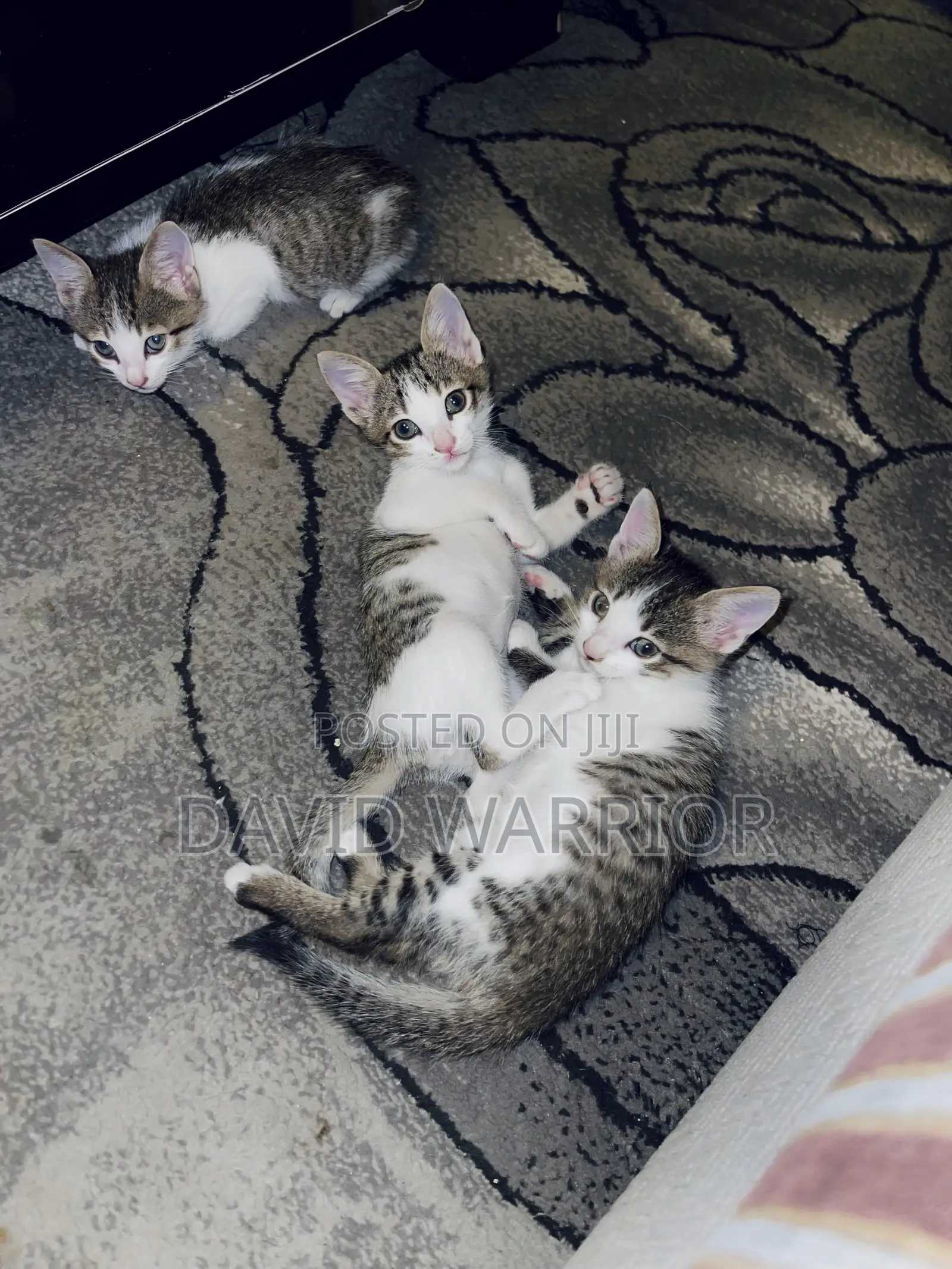 1-3 months Male Mixed Breed American Curl